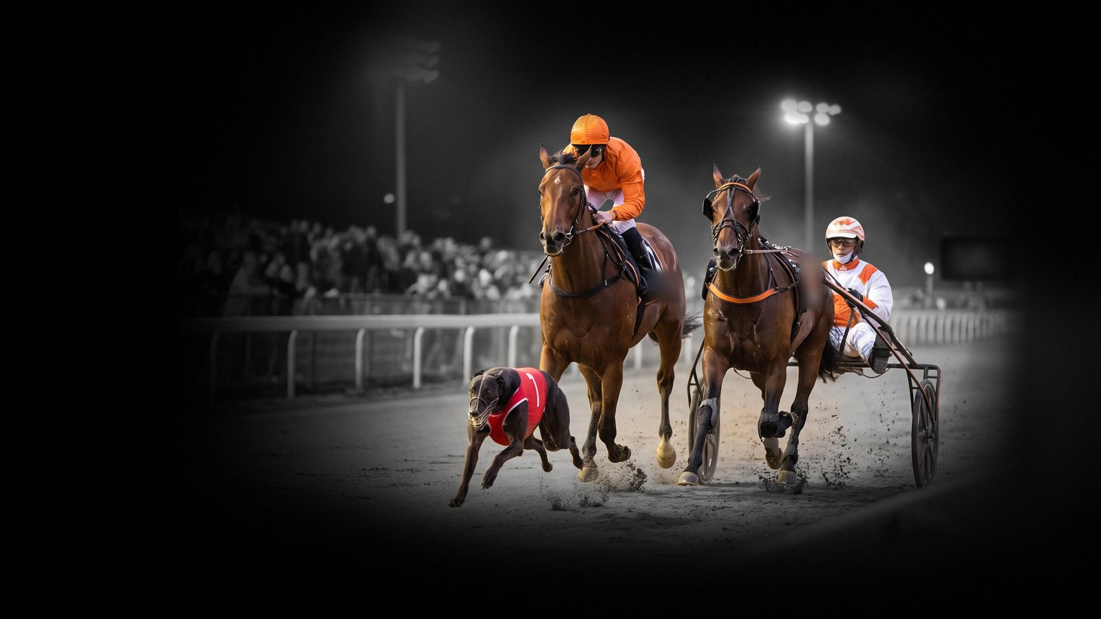 A Beginner's Guide to Australian Racing Codes and Race Types